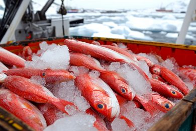 arctic-fisheries